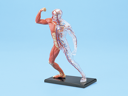 人体解剖模型 筋肉と骨格解剖モデルAMM-N