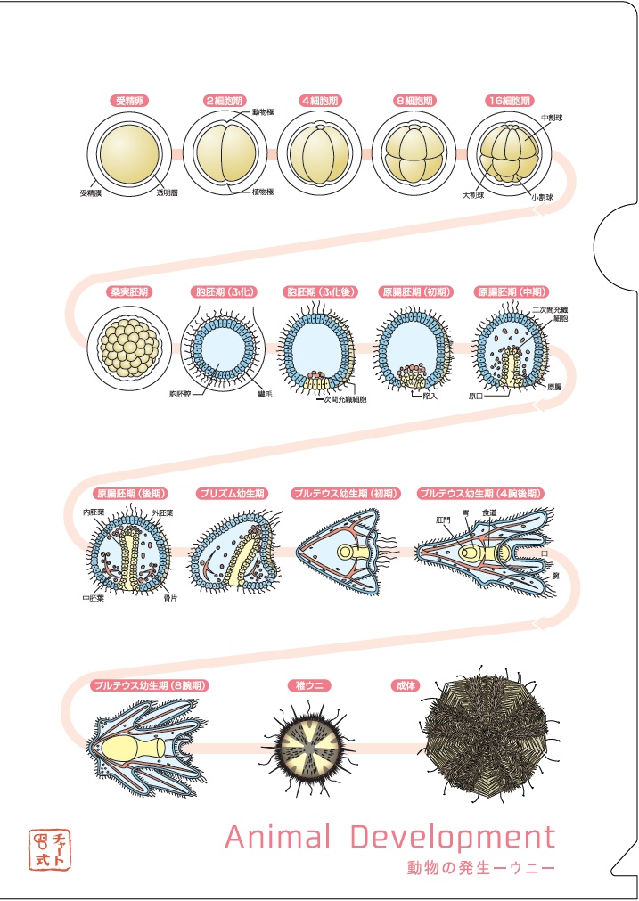 カエル の 発生 図