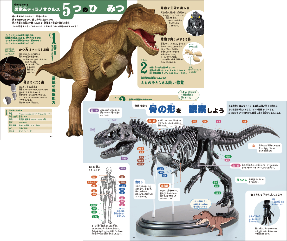 ティラノサウルス骨格模型&ポスター