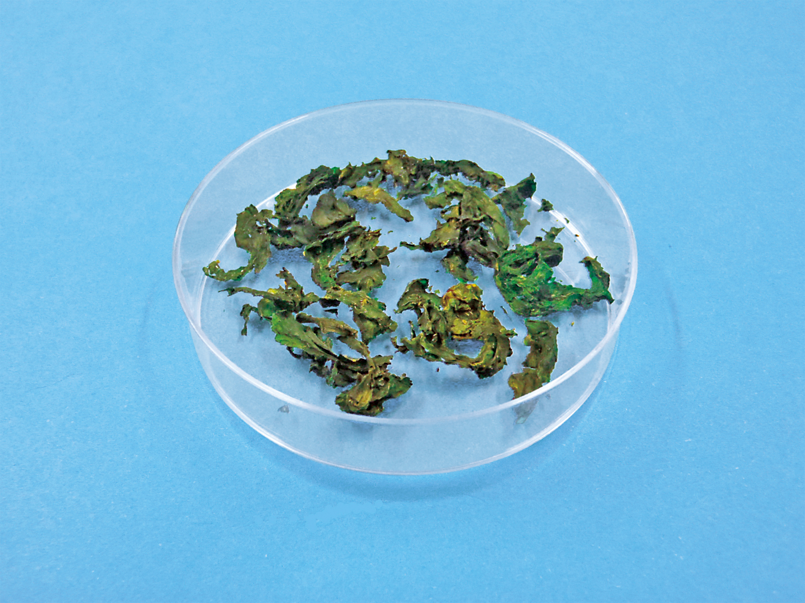 生物基礎・生物