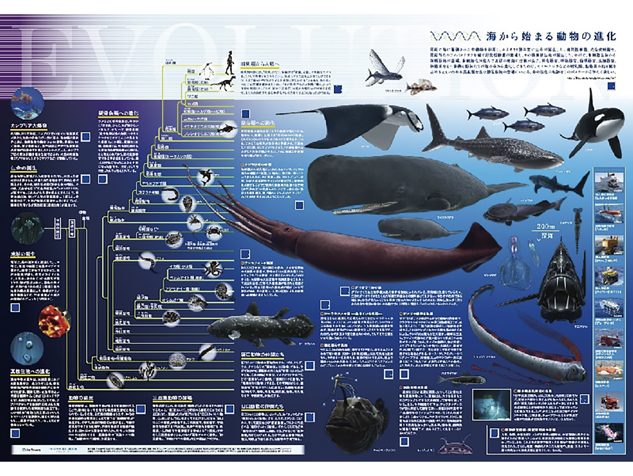 科学ポスター 海から始まる動物の進化 科学ポスター 海から始まる動物の進化