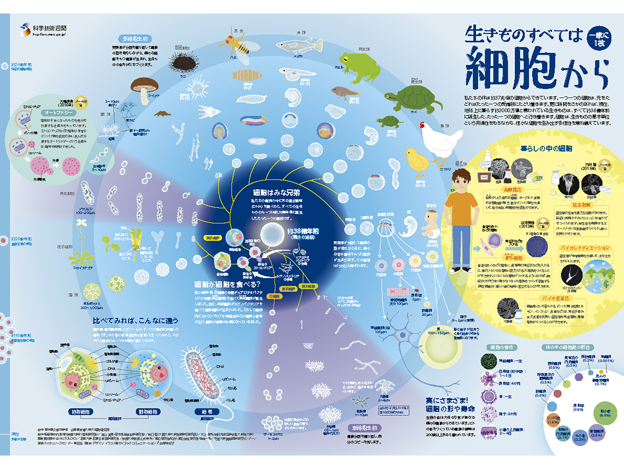 科学ポスター 海から始まる動物の進化