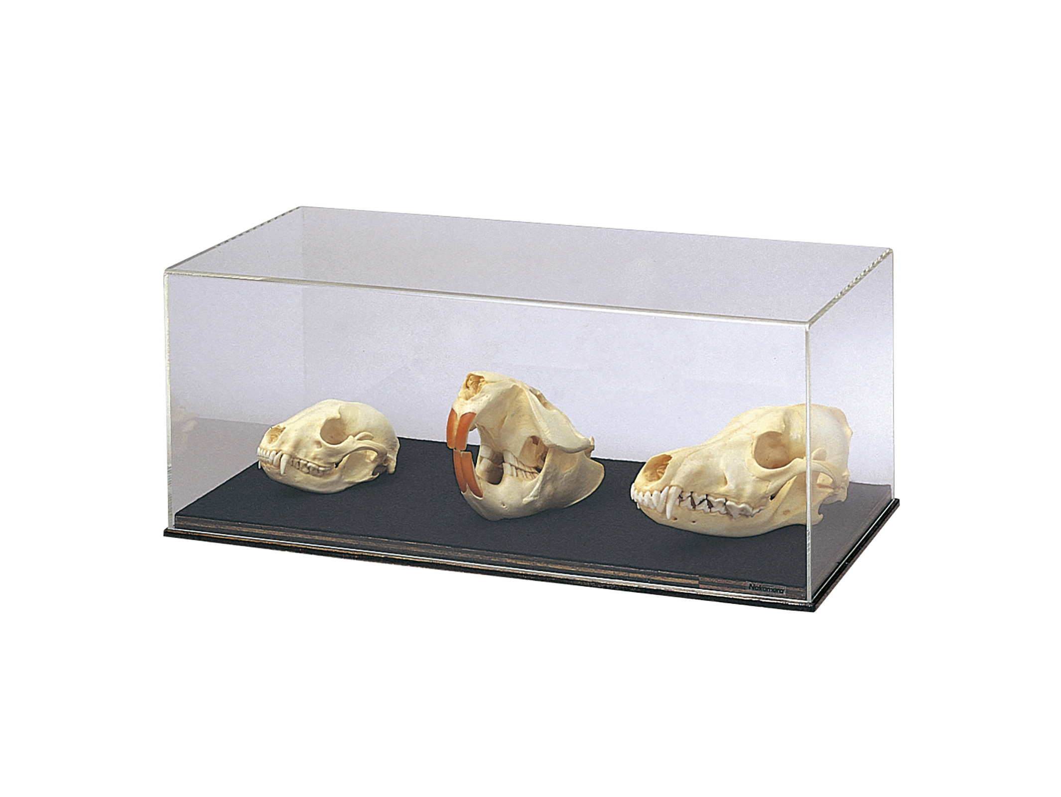 動物の頭骨標本 (3種セット)