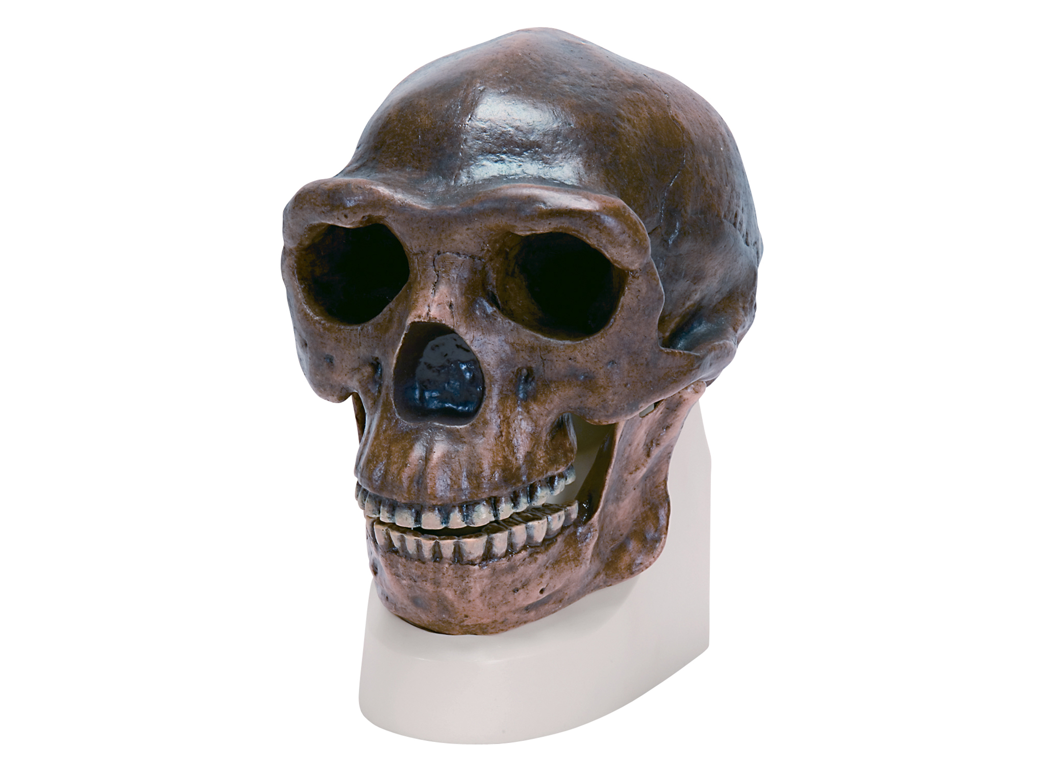 古代人頭蓋骨模型 北京原人 Vp750n 1