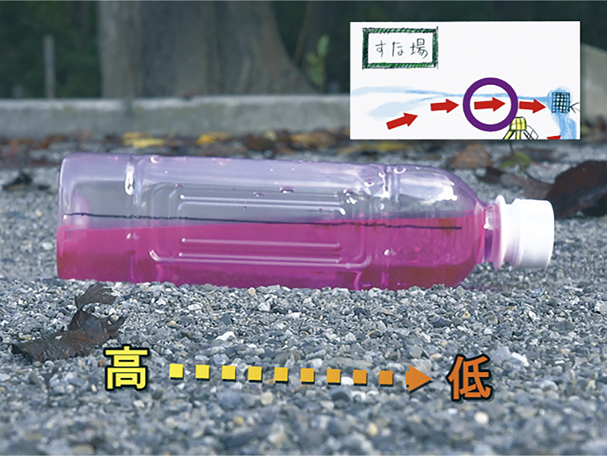 Dvd小6理科 植物の養分と水の通り道