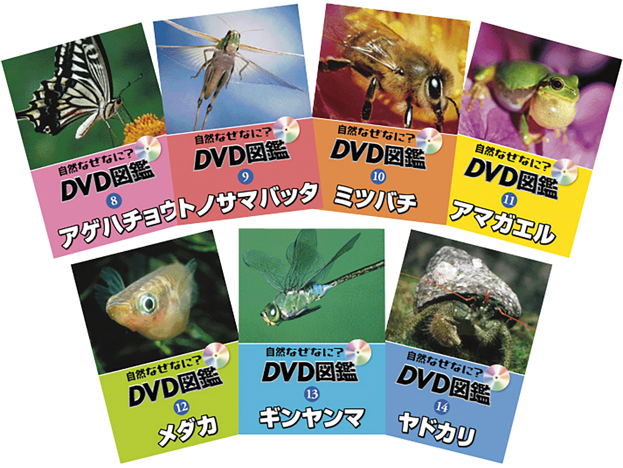 自然なぜなに Dvd図鑑 ミツバチ